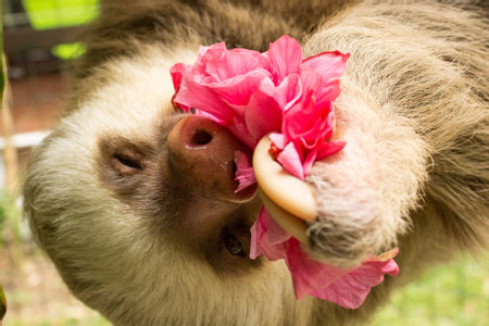 Slothies and Coffees Tour photo 3