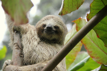 Slothies and Coffees Tour photo 4