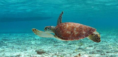 Snorkel Mexico Rocks Belize