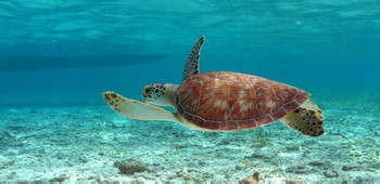 Snorkel Mexico Rocks photo 2