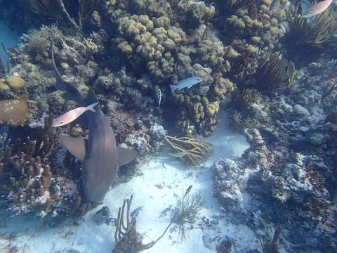 Snorkel Mexico Rocks Belize