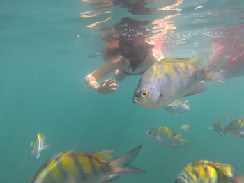 Snorkeling en Manuel Antonio photo 4