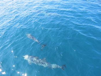 Playa Flamingo Snorkeling Tour photo 4