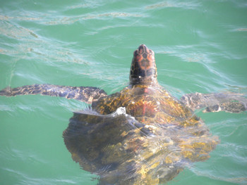 Snorkeling with Sea Turtles at Organos photo 4