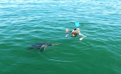 Snorkeling with Sea Turtles at Organos Peru