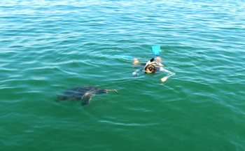Snorkeling with Sea Turtles at Organos photo 2