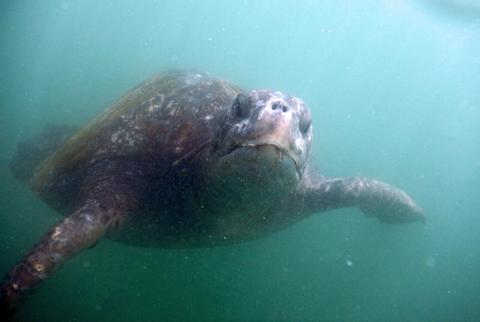 Snorkelling con tortugas marinas en Órganos