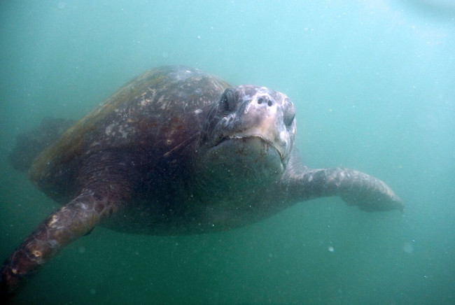 Snorkeling with Sea Turtles at Organos photo