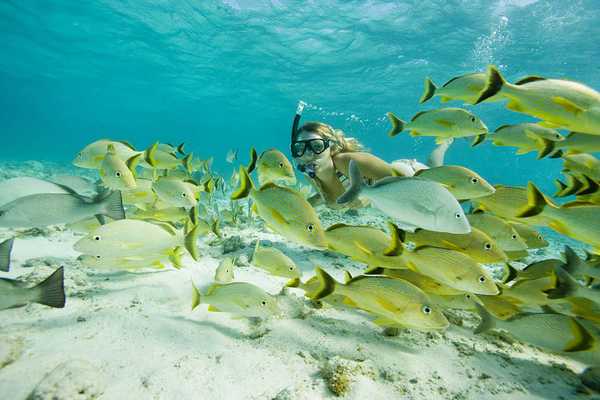 Snorkel Hol Chan and Stingray Alley