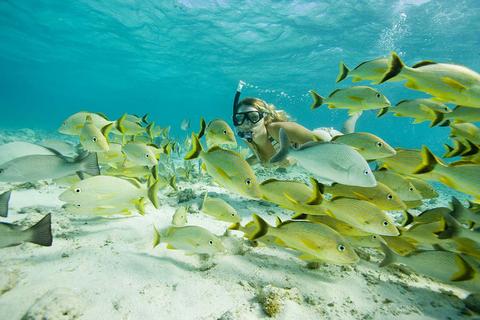 Snorkel Hol Chan y Stingray Alley