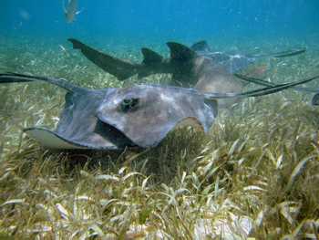 Snorkel Hol Chan and Stingray Alley