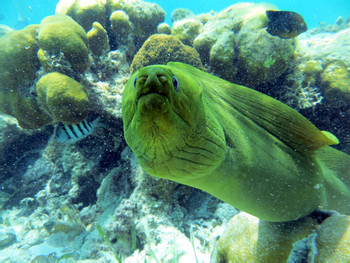 Snorkel Hol Chan y Stingray Alley photo 5