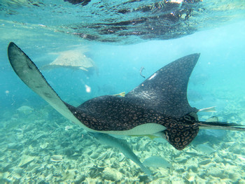 Snorkel Hol Chan y Stingray Alley photo 2