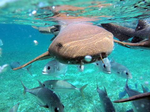 Snorkel Hol Chan and Stingray Alley