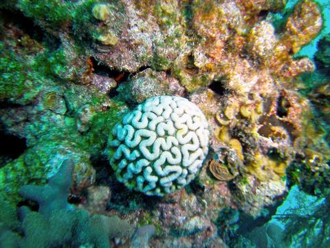 Snuba Tour Hol Chan Marine Reserve or Mexico Rocks