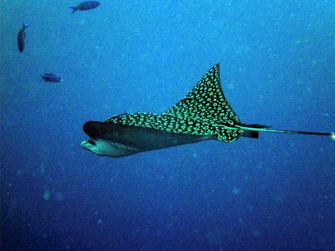 Snuba Tour Hol Chan Marine Reserve or Mexico Rocks