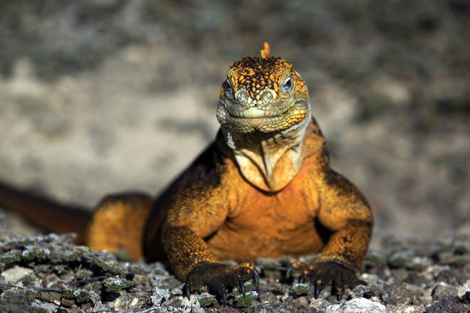 South Plaza Island, Ecuador