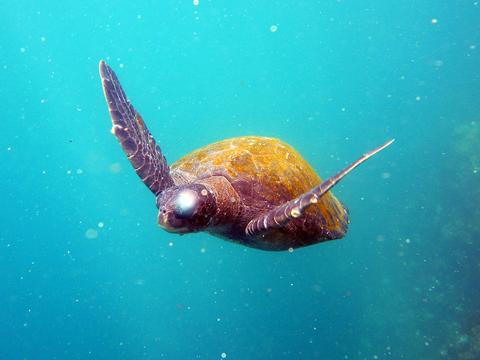 South Plaza Island Ecuador