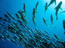 Puerto Lopez Sport Fishing