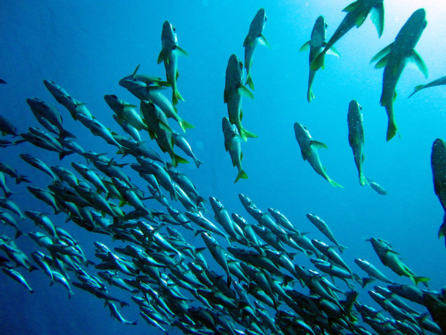 Sport Fishing