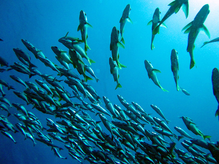 Sport Fishing