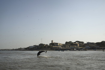 The Gulf Of Guayaquil: Birds & Dolphins photo 4