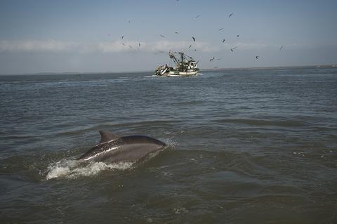 The Gulf Of Guayaquil: Birds & Dolphins