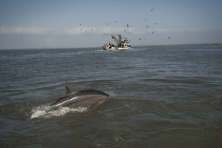 The Gulf Of Guayaquil: Birds & Dolphins photo 3