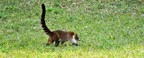 Tikal National Park And Mayan Ruins