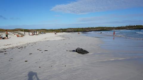 Tortuga Bay