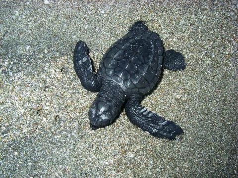 Tortuga Island Tour Costa Rica