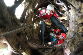 TreeTop Climbing