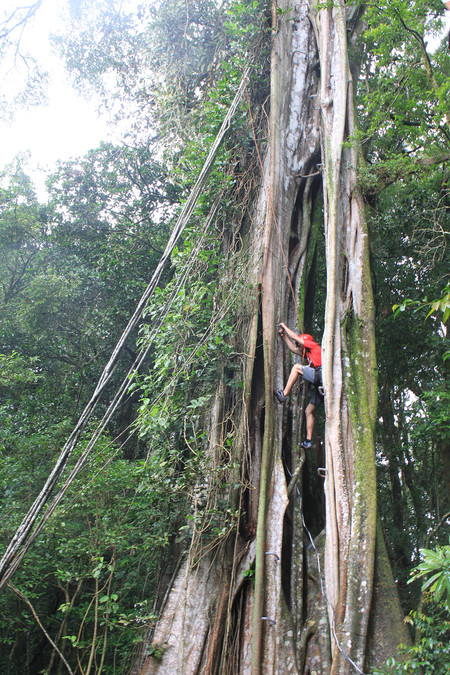 TreeTop Escalada photo 3