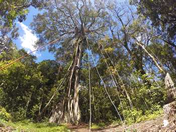 Treetop Climbing