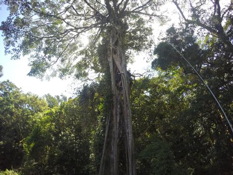 Treetop Climbing Costa Rica