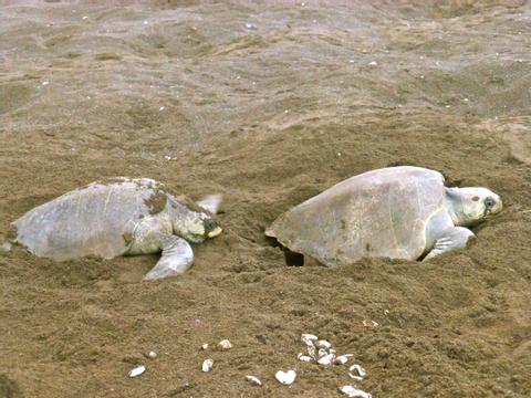 Trabaje como un Pasante en la Conservación de Tortugas en la Costa del Pacífico Costa Rica