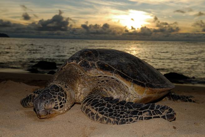 Pacific Green Turtle Nesting Night Tour, Costa Rica