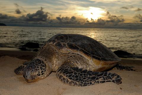 Pacific Green Turtle Nesting Night Tour