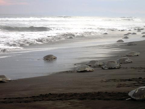 Camaronal Beach Turtle Observation Tour Costa Rica
