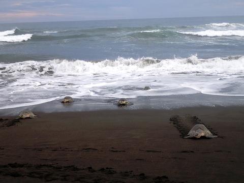 Tour de observación de tortugas en playa Camaronal Costa Rica