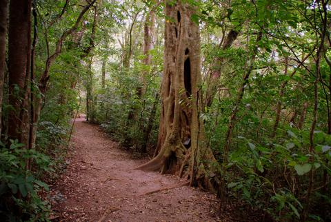 Twilight Walk, Children's Eternal Rainforest Costa Rica
