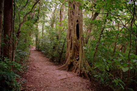 Twilight Walk, Children's Eternal Rainforest photo 3