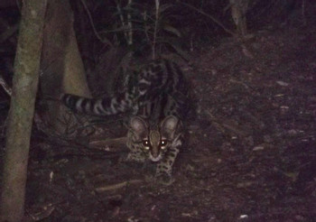 Twilight Walk, Children's Eternal Rainforest photo 4