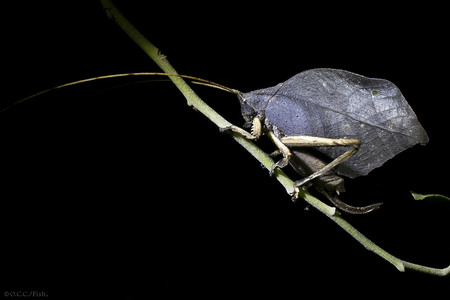 Monteverde, Costa Rica Night Tour