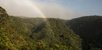 Twilight Walk, Children's Eternal Rainforest