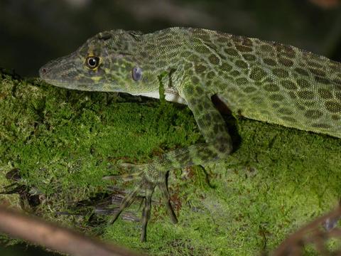 Veragua Rainforest Full Day Tour Costa Rica