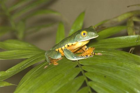 Veragua Rainforest Full Day Tour Costa Rica