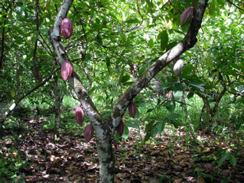 Visita a El Yunque photo 4