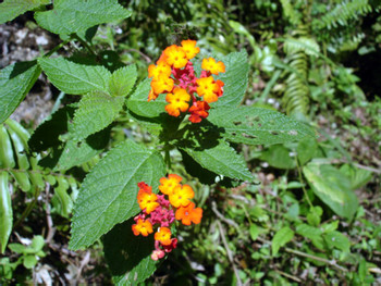 Visita a El Yunque photo 5