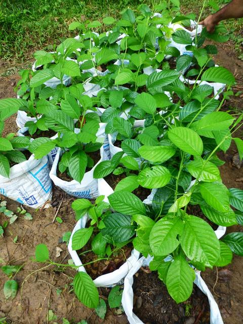 Reforestation & Recycling Volunteer Costa Rica